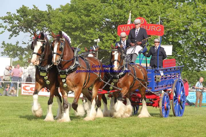 Heavy horse musical drive